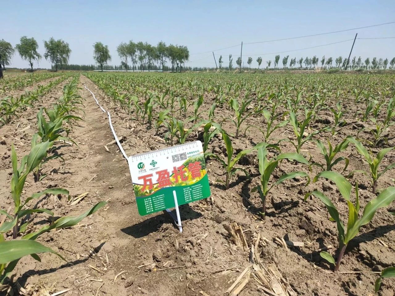 不想自己种地，想土地托管，找谁办理？