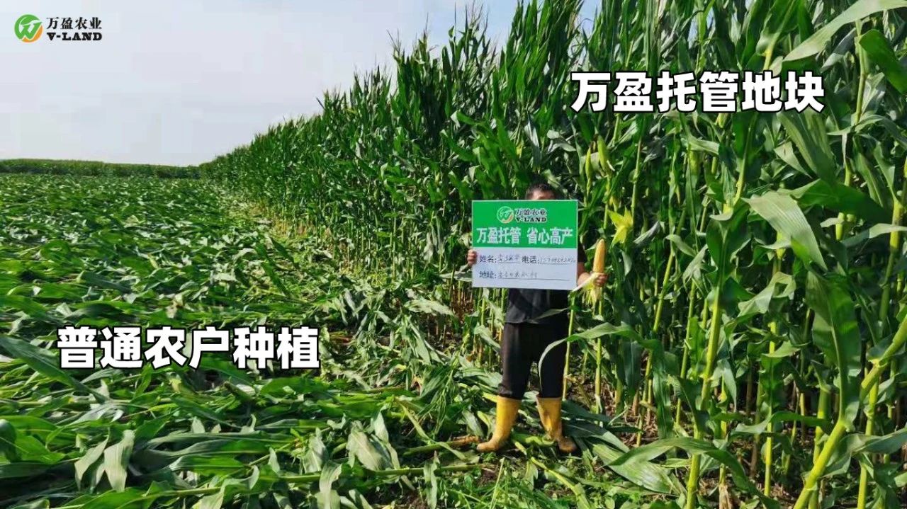 种植大户管理跟不上，如何应对？