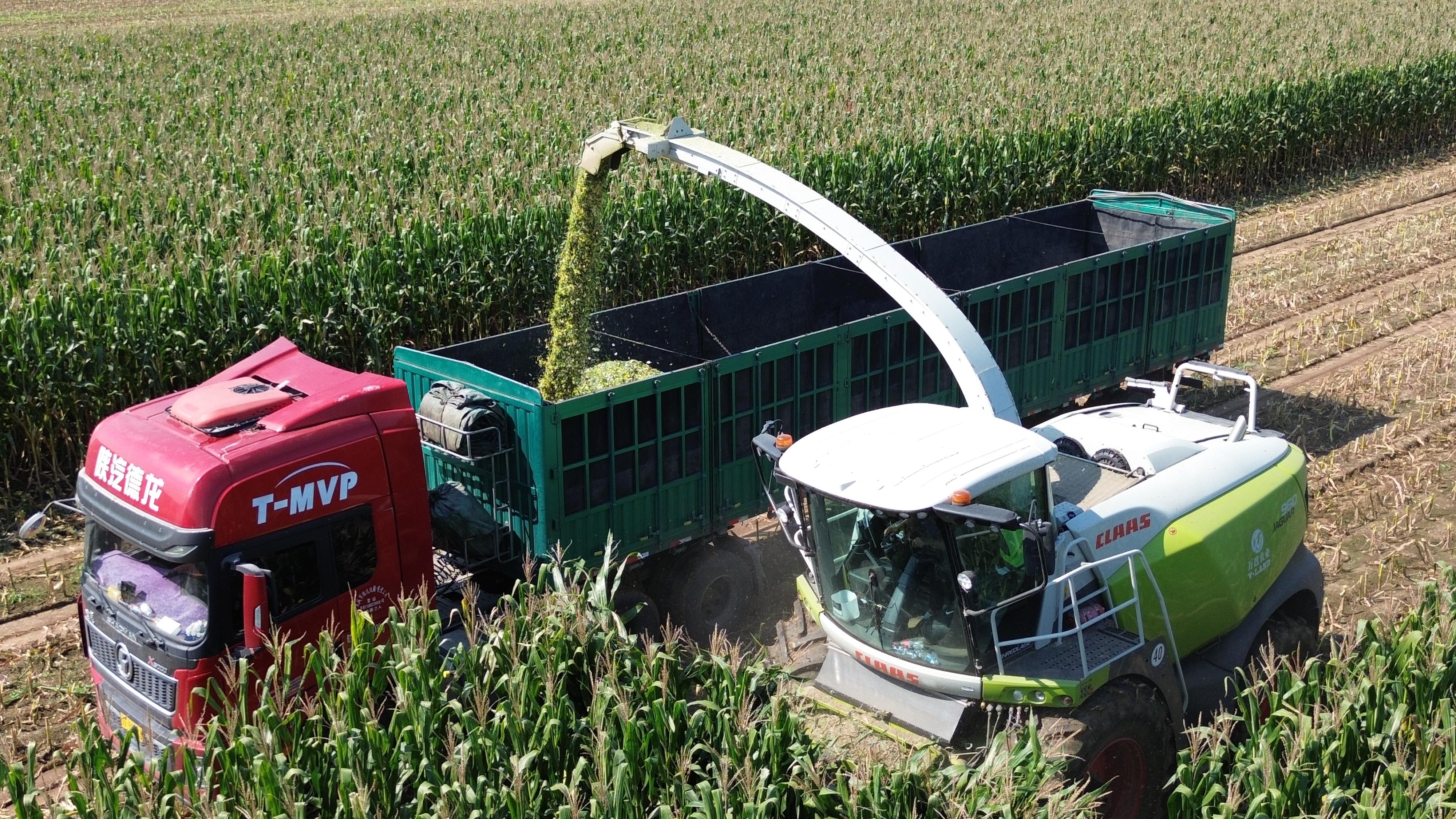 青贮收割、牧草捡拾业务