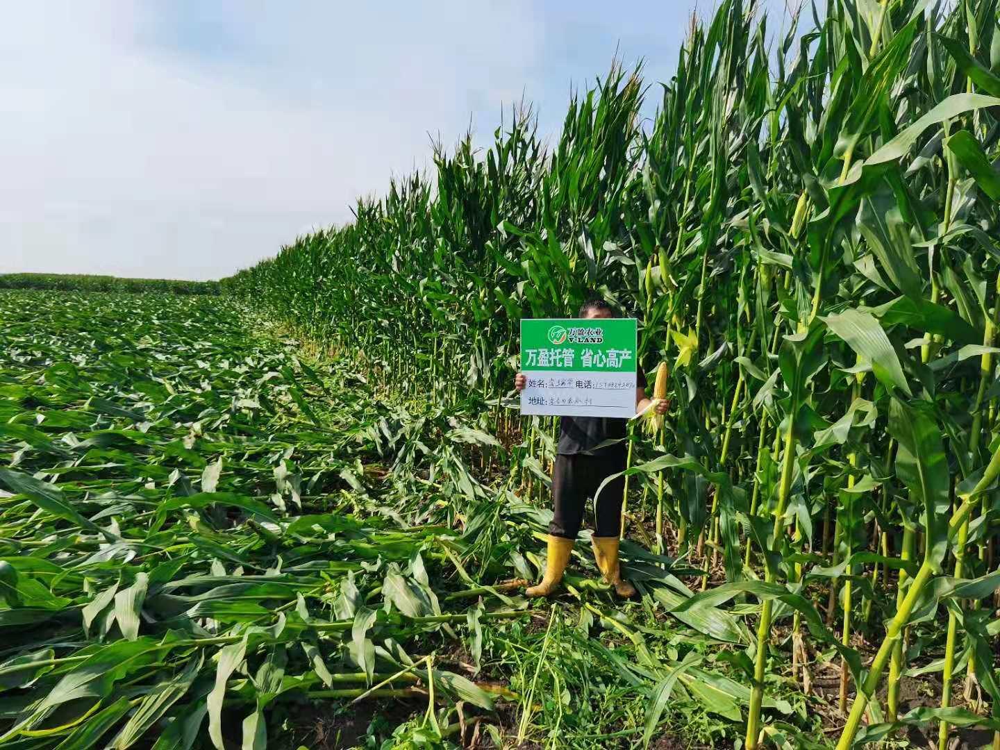 不朽情缘MG-中国官方网站托管-抗倒伏保障