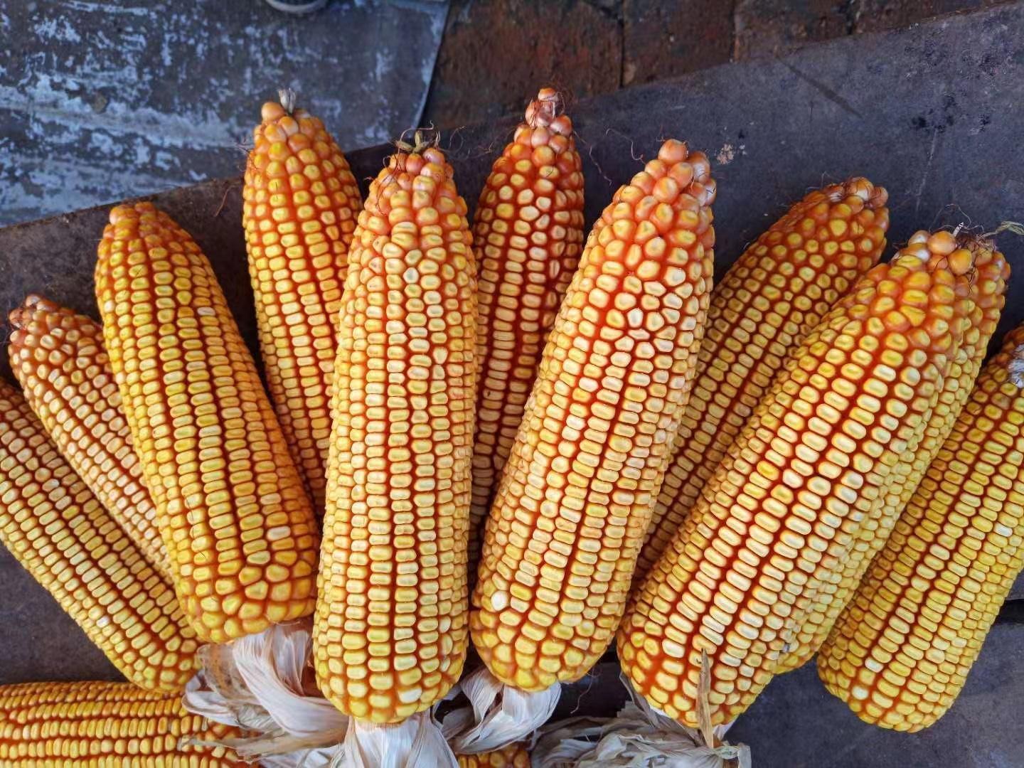 不朽情缘MG-中国官方网站托管-产品质量保障